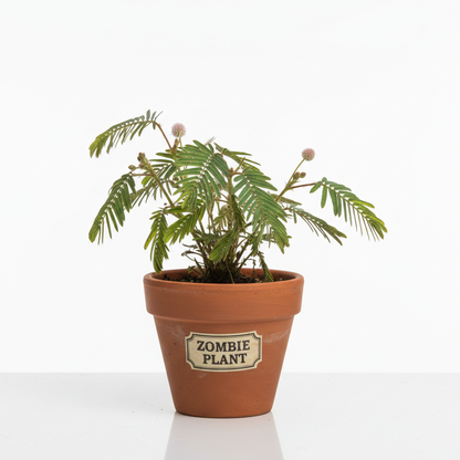 Zombie Plant Mimosa Pudica Touch-Me-Not